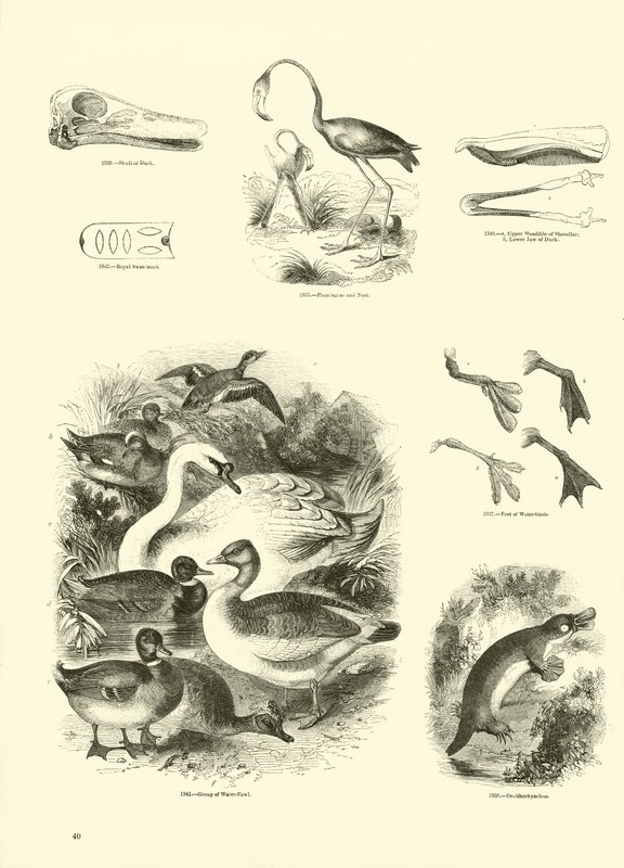 Página de The Pictorial Museum of Animated Nature de English School