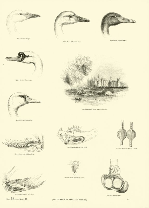 Página de The Pictorial Museum of Animated Nature de English School
