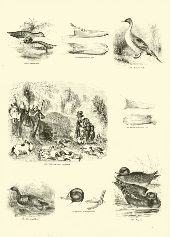 Página de The Pictorial Museum of Animated Nature de English School