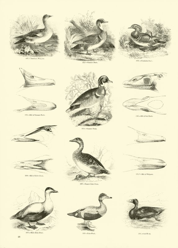Página de The Pictorial Museum of Animated Nature de English School