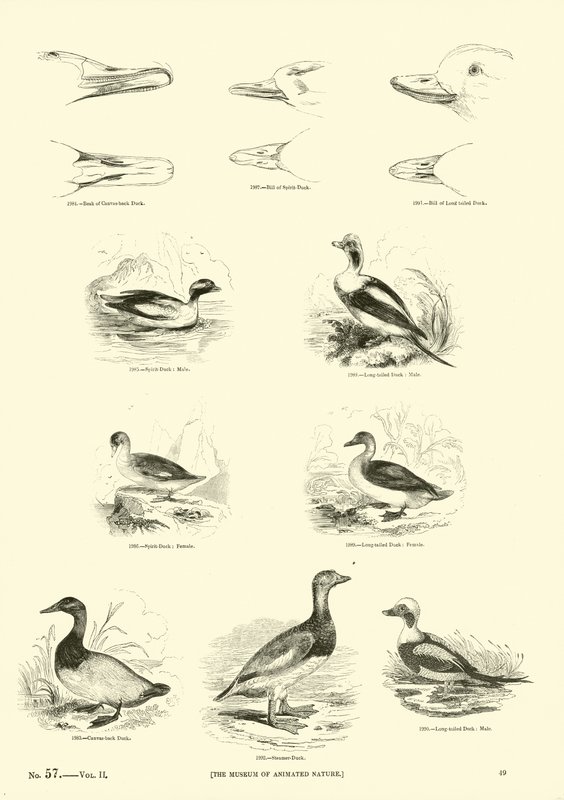 Página de The Pictorial Museum of Animated Nature de English School