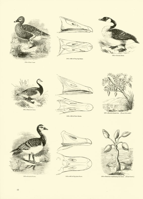 Página de The Pictorial Museum of Animated Nature de English School