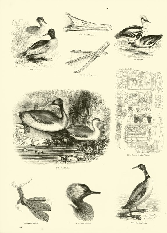Página de The Pictorial Museum of Animated Nature de English School