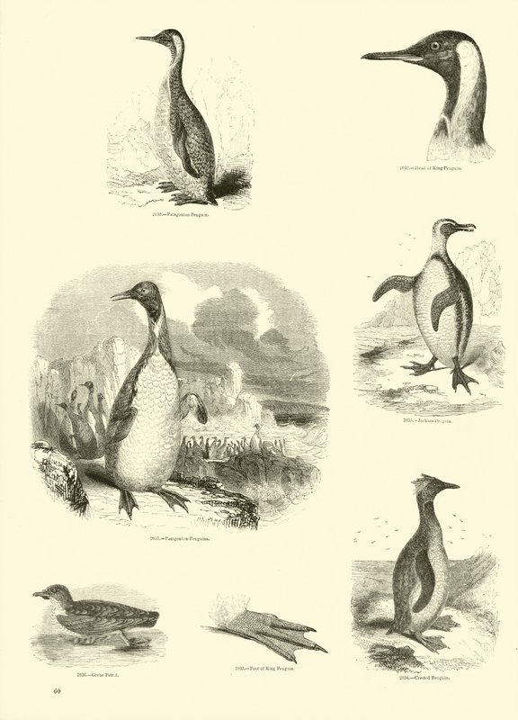 Página de The Pictorial Museum of Animated Nature de English School