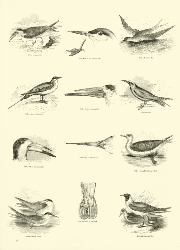 Página de The Pictorial Museum of Animated Nature de English School