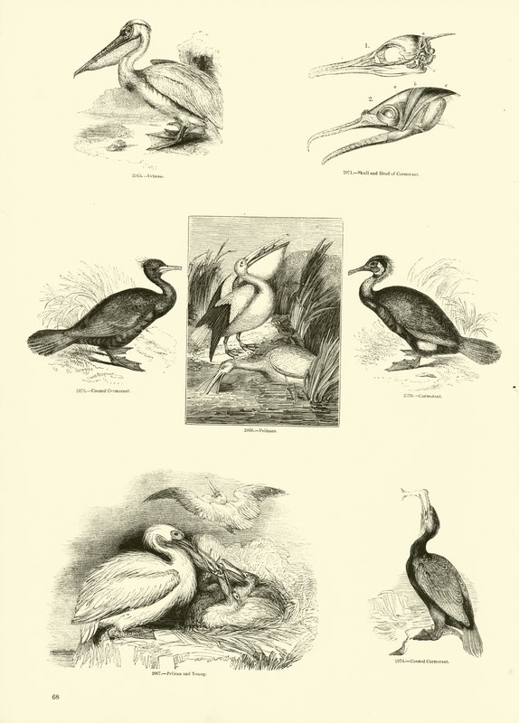 Página de The Pictorial Museum of Animated Nature de English School
