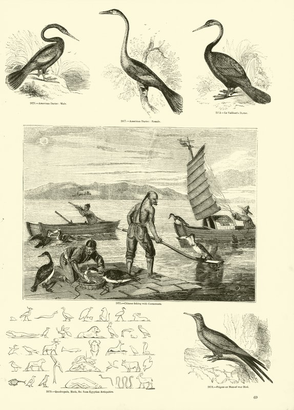 Página de The Pictorial Museum of Animated Nature de English School