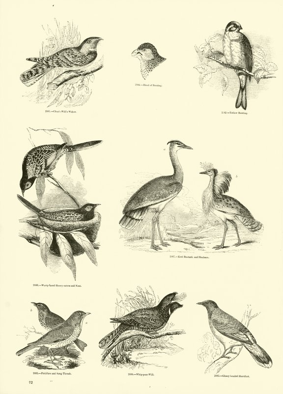 Página de The Pictorial Museum of Animated Nature de English School