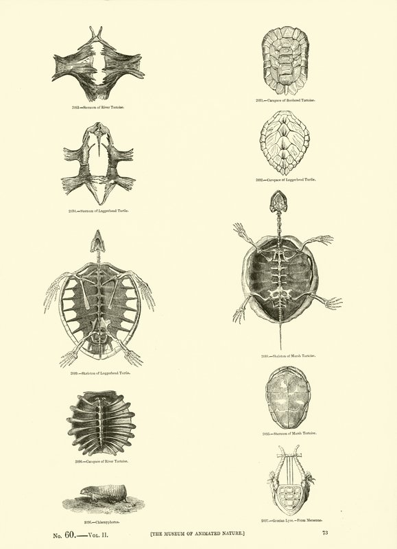 Página de The Pictorial Museum of Animated Nature de English School