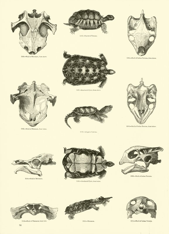 Página de The Pictorial Museum of Animated Nature de English School
