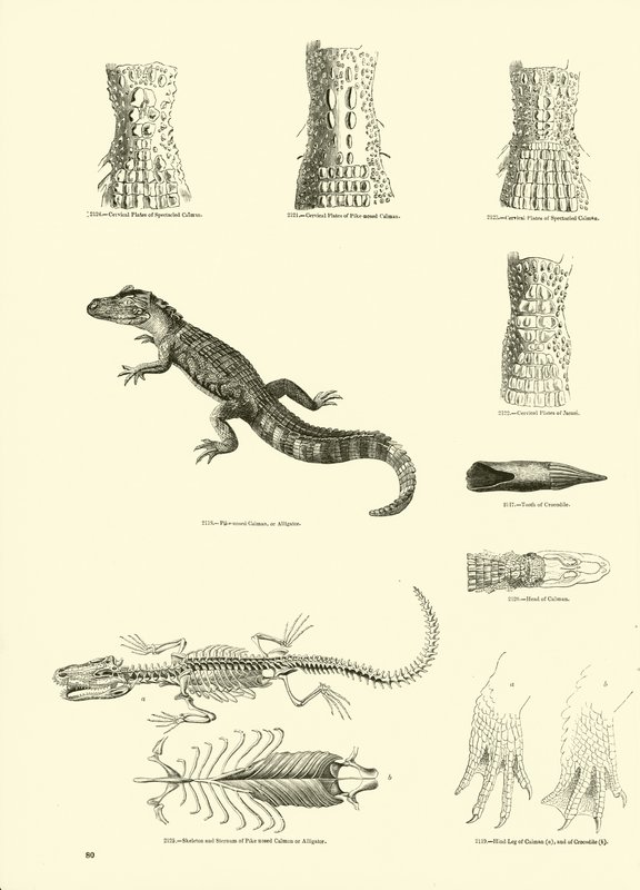 Página de The Pictorial Museum of Animated Nature de English School