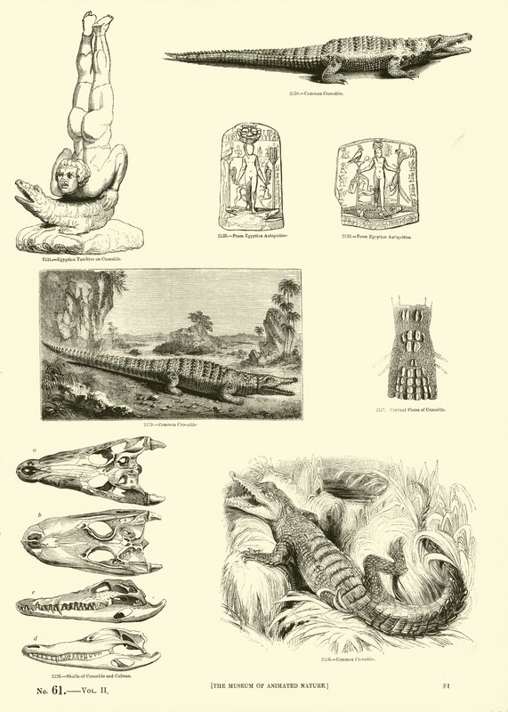 Página de The Pictorial Museum of Animated Nature de English School