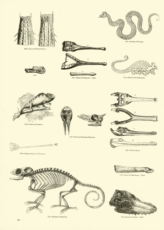Página de The Pictorial Museum of Animated Nature de English School