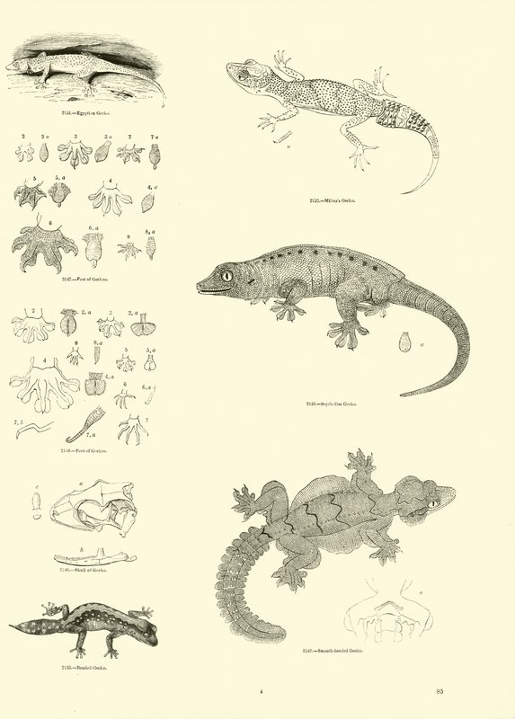 Página de The Pictorial Museum of Animated Nature de English School