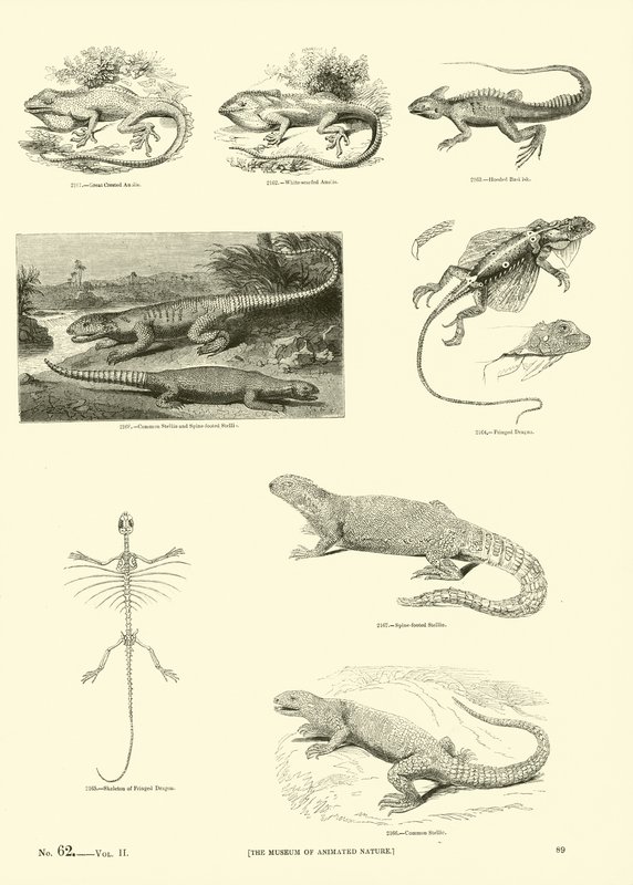 Página de The Pictorial Museum of Animated Nature de English School