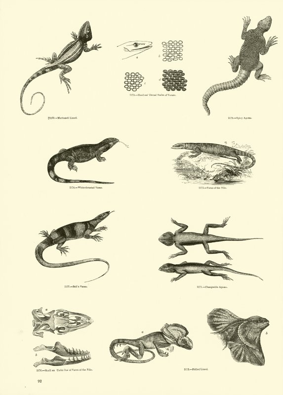 Página de The Pictorial Museum of Animated Nature de English School