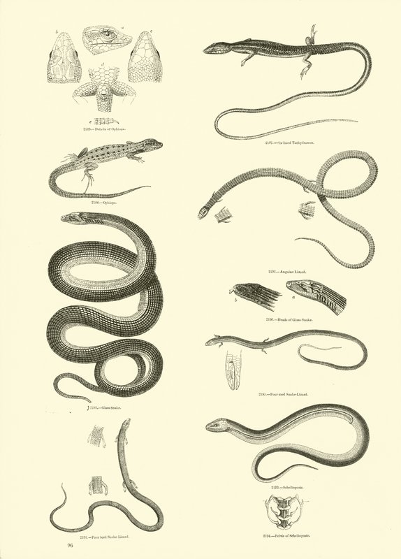 Página de The Pictorial Museum of Animated Nature de English School