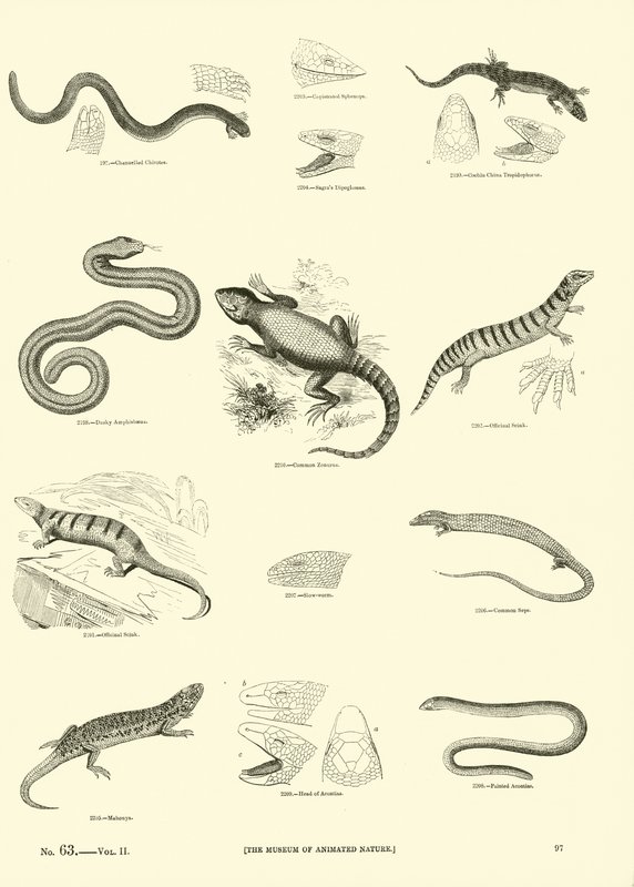 Página de The Pictorial Museum of Animated Nature de English School
