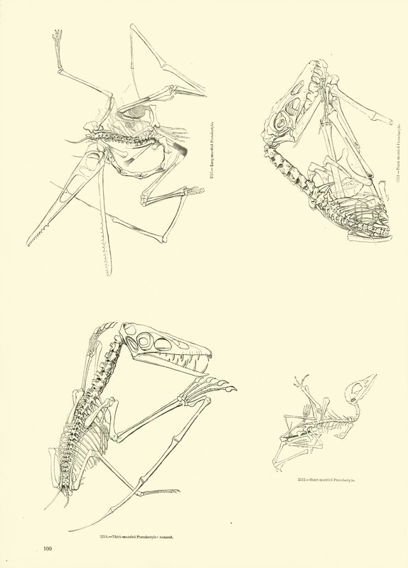Página de The Pictorial Museum of Animated Nature de English School