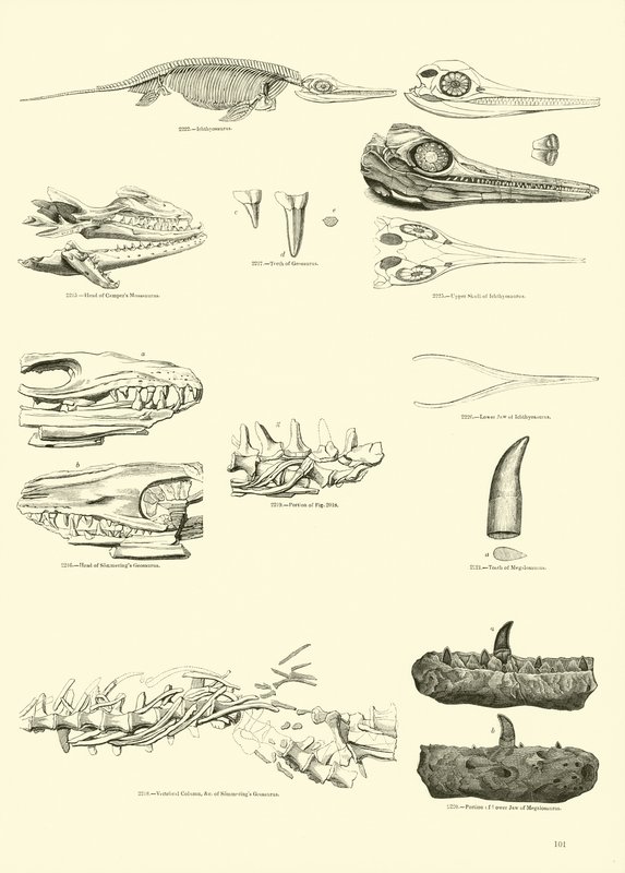 Página de The Pictorial Museum of Animated Nature de English School