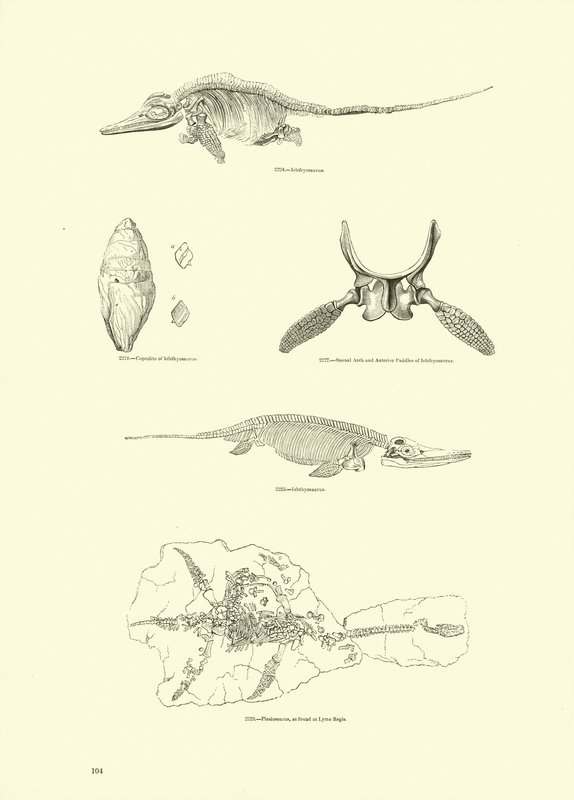 Página de The Pictorial Museum of Animated Nature de English School