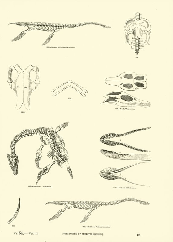 Página de The Pictorial Museum of Animated Nature de English School