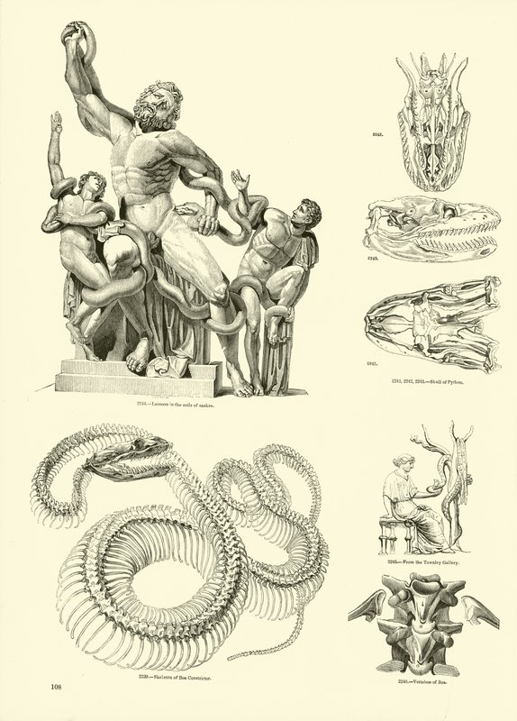 Página de The Pictorial Museum of Animated Nature de English School