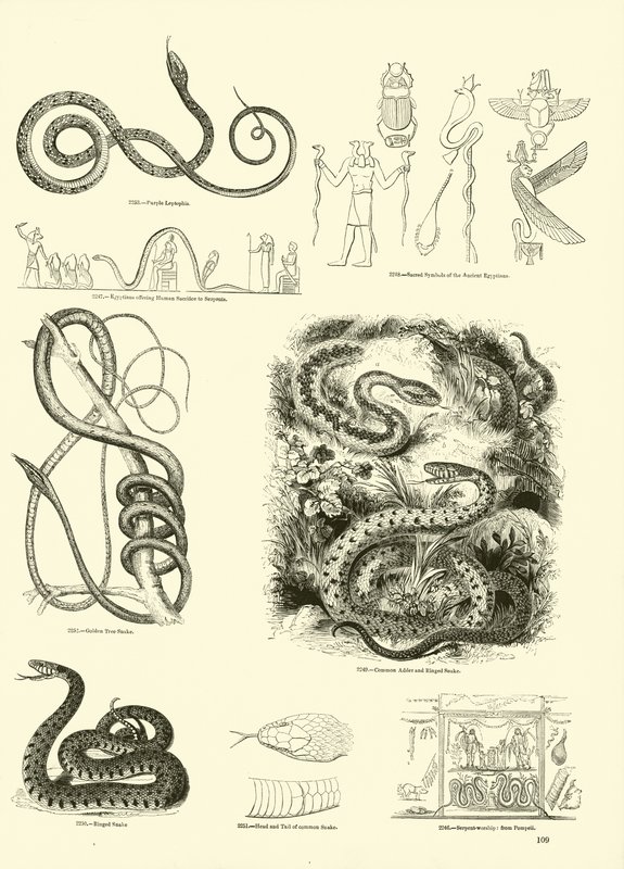 Página de The Pictorial Museum of Animated Nature de English School