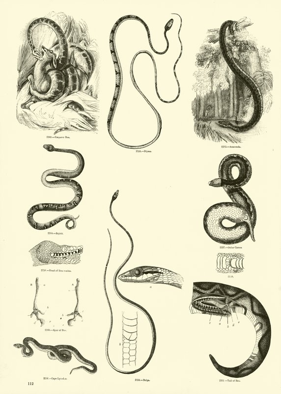Página de The Pictorial Museum of Animated Nature de English School