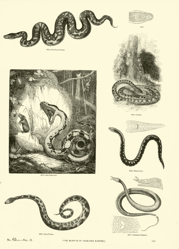 Página de The Pictorial Museum of Animated Nature de English School