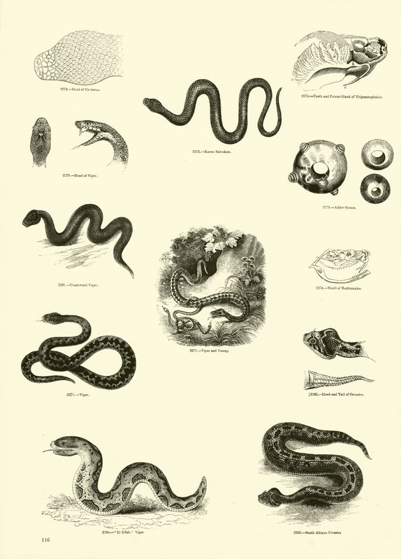 Página de The Pictorial Museum of Animated Nature de English School