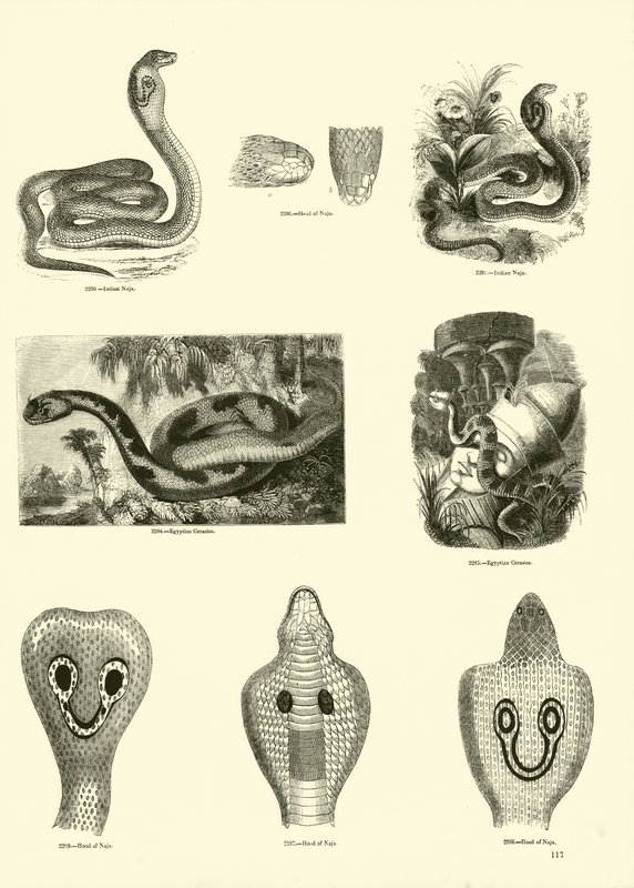 Página de The Pictorial Museum of Animated Nature de English School