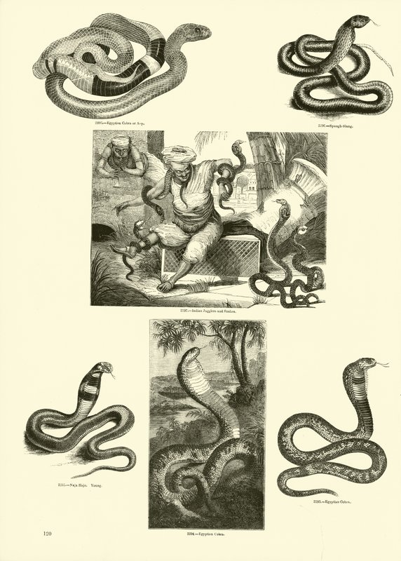 Página de The Pictorial Museum of Animated Nature de English School