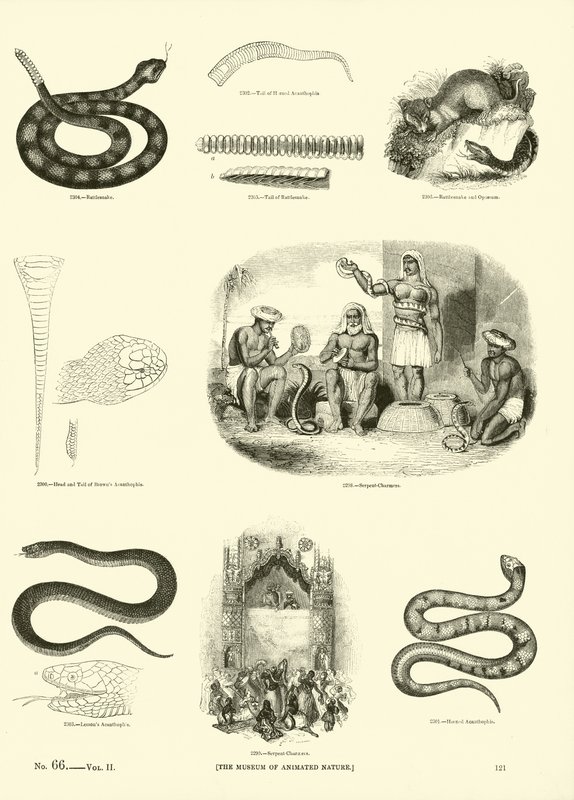 Página de The Pictorial Museum of Animated Nature de English School