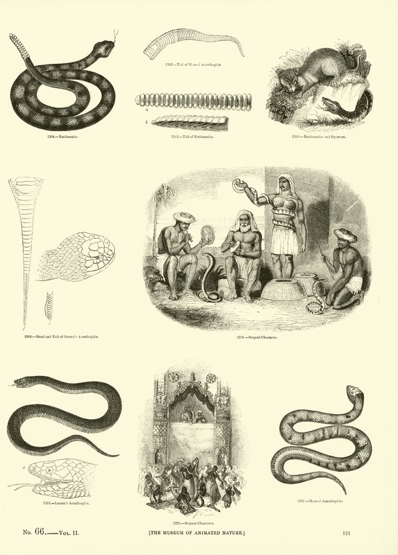 Página de The Pictorial Museum of Animated Nature de English School