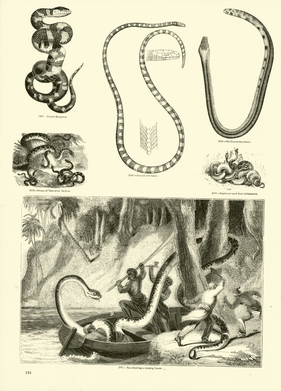 Página de The Pictorial Museum of Animated Nature de English School