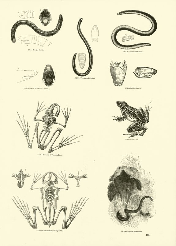 Página de The Pictorial Museum of Animated Nature de English School
