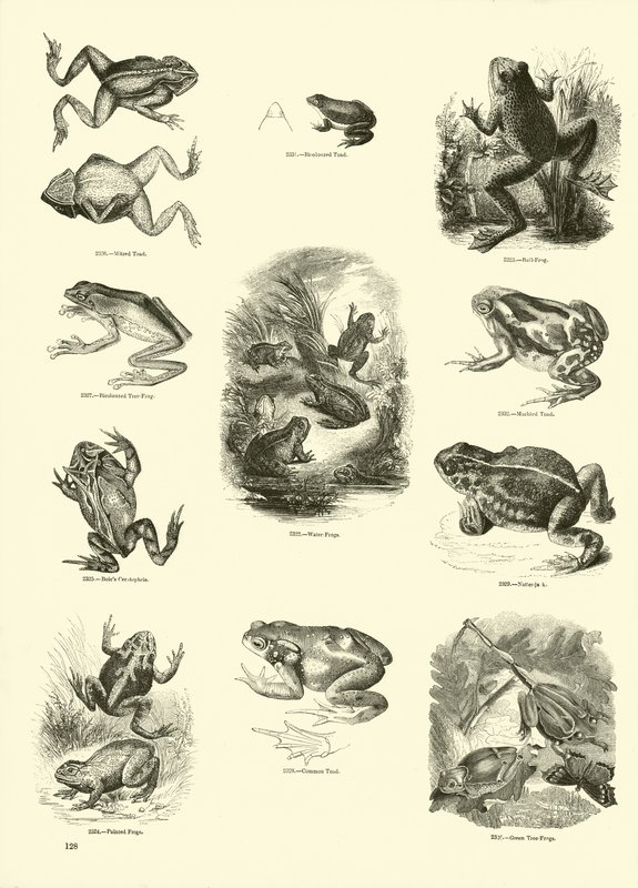 Página de The Pictorial Museum of Animated Nature de English School