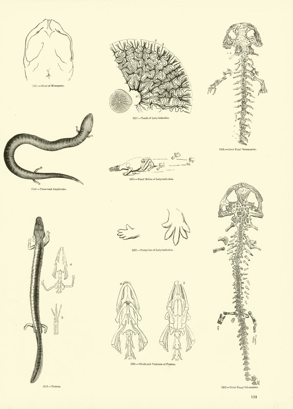 Página de The Pictorial Museum of Animated Nature de English School