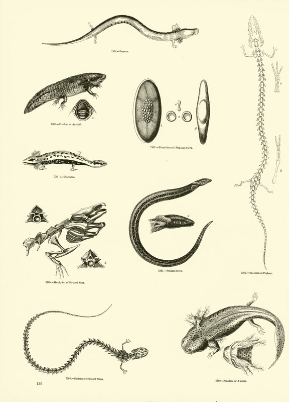 Página de The Pictorial Museum of Animated Nature de English School