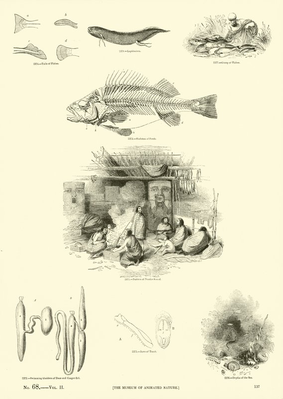 Página de The Pictorial Museum of Animated Nature de English School