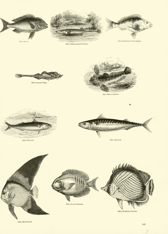 Página de The Pictorial Museum of Animated Nature de English School