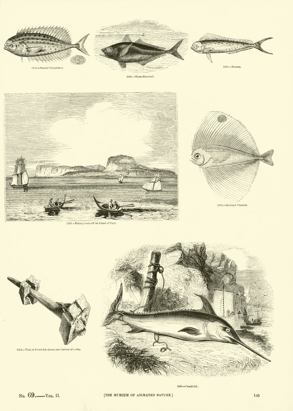 Página de The Pictorial Museum of Animated Nature de English School