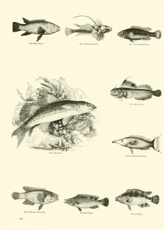 Página de The Pictorial Museum of Animated Nature de English School
