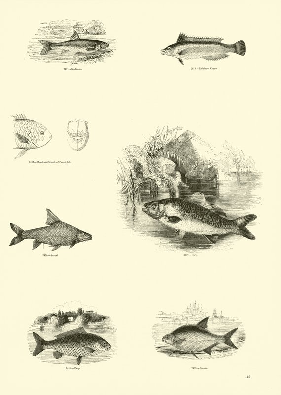 Página de The Pictorial Museum of Animated Nature de English School