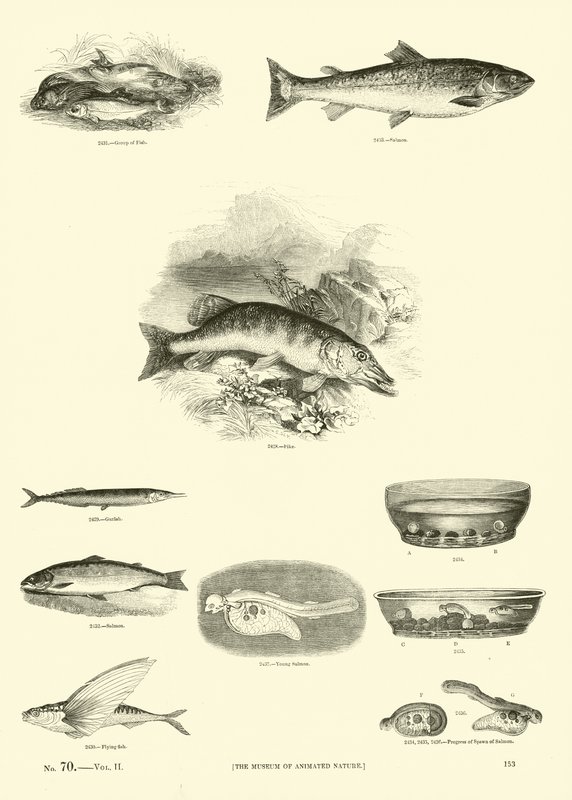 Página de The Pictorial Museum of Animated Nature de English School