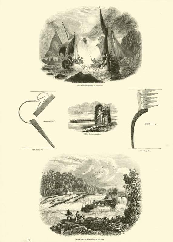 Página de The Pictorial Museum of Animated Nature de English School