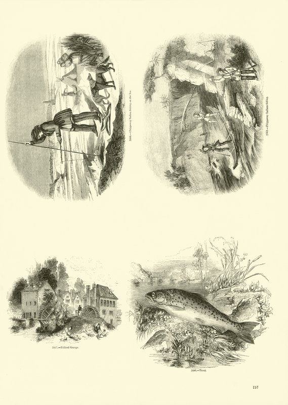 Página de The Pictorial Museum of Animated Nature de English School