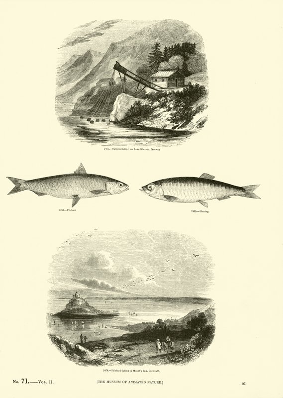 Página de The Pictorial Museum of Animated Nature de English School