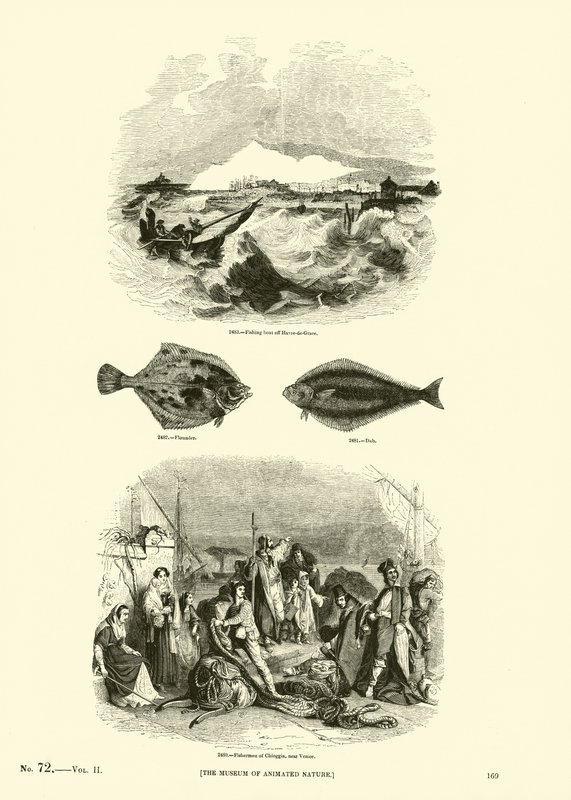Página de The Pictorial Museum of Animated Nature de English School